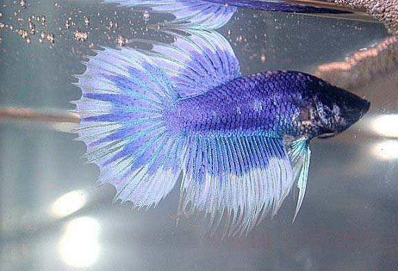 Betta splendens blue/white butterfly CT. Foto: Svein Ole Antonsen