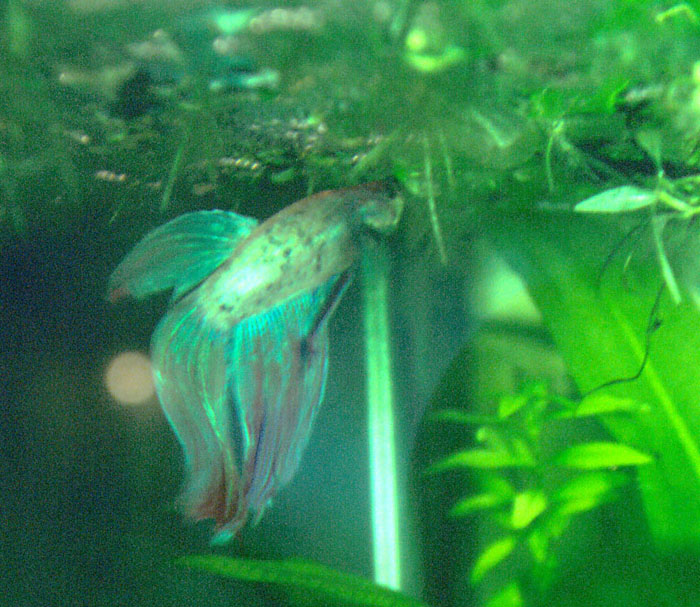 Betta splendens