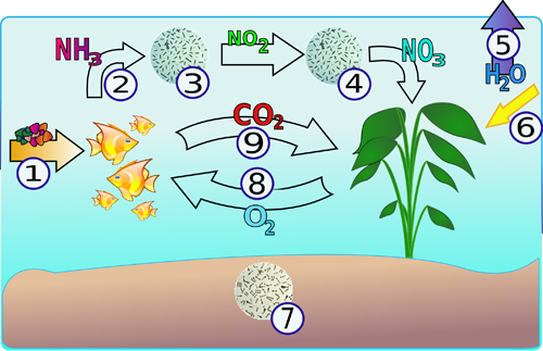 Bilde fra Wikimedia Commons. Noen sykluser. 1) Fiskene får mat, 2) de utskiller ammoniakk/ammonium, 3) Nitrosomonas-bakterier bryter dette ned til nitritt, 4) Nitrospira-bakterier bryter det videre ned til nitrat som plantene kan utnytte, 5) rent vann fordamper og etterlater en høyere konsentrasjon av avfallsstoffer, 6) planter får energi fra lys, 7) bakterier finnes også i bunnlaget, 8) planter skiller ut oksygen som fiskene bruker, 9) fiskene skiller ut karbondioksid som plantene bruker.